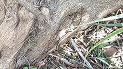 Trachylepis punctatissima