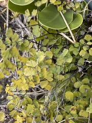 Adiantum atroviride