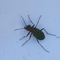 Cicindela campestris