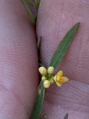 Pimelea neoanglica