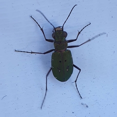 Cicindela campestris