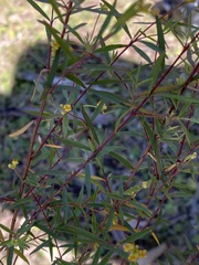 Pimelea neoanglica