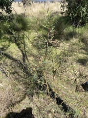 Pimelea neoanglica