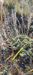 Artemisia cuspidata