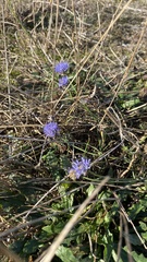 Jasione montana