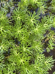 Ranunculus inundatus