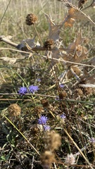 Jasione montana