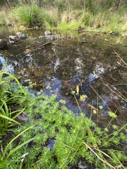 Ranunculus inundatus