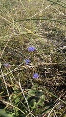 Jasione montana