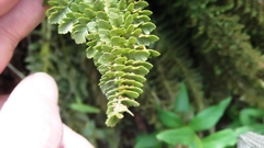 Polystichum lemmonii