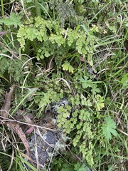 Adiantum atroviride