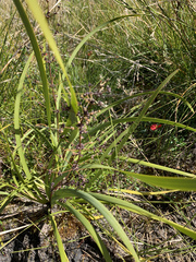 Lomandra multiflora multiflora