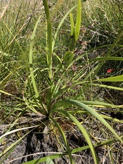 Lomandra multiflora multiflora