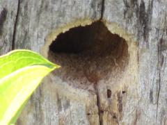 Lybius torquatus torquatus