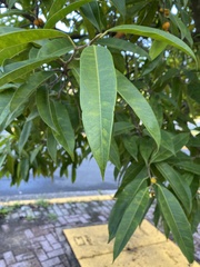 Ficus maclellandii
