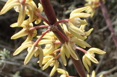 Cynanchum viminale viminale