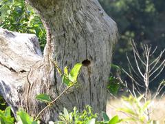Lybius torquatus torquatus