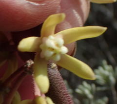 Cynanchum viminale viminale