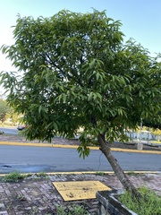 Ficus maclellandii
