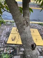 Ficus maclellandii