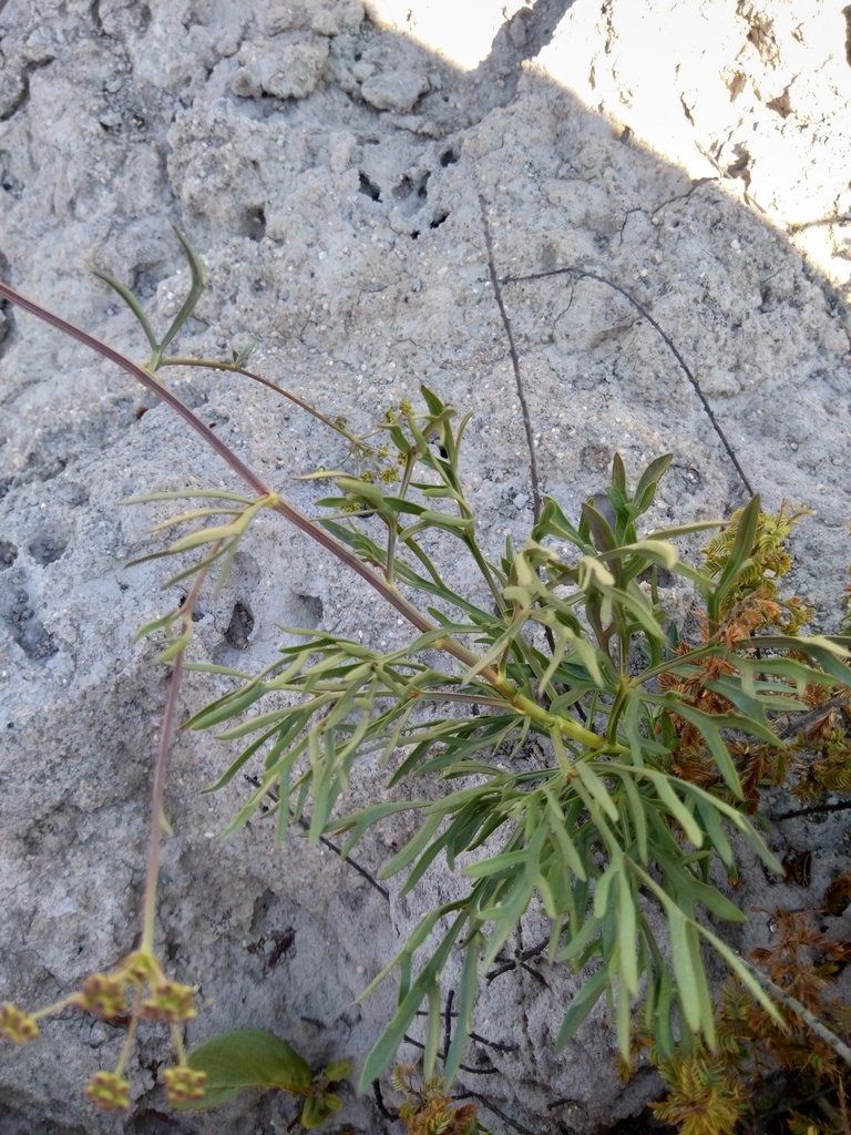 Heteromorpha gossweileri