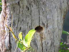 Lybius torquatus torquatus