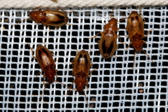 Dicheirotrichus obsoletus