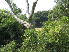 Lybius torquatus torquatus