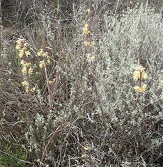 Cynanchum viminale viminale