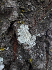 Physcia tribacioides