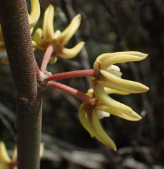 Cynanchum viminale viminale