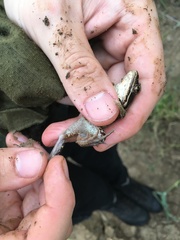 Rana amurensis
