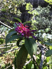 Palicourea vacillans