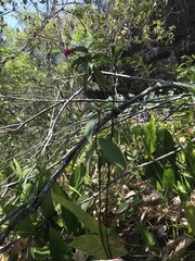 Palicourea vacillans