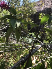 Palicourea vacillans