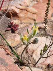 Albuca setosa
