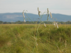 Sanguisorba parviflora