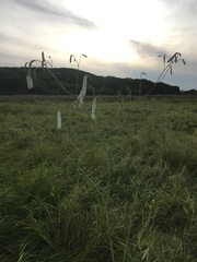 Sanguisorba parviflora