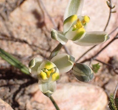 Albuca setosa