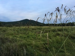 Sanguisorba parviflora