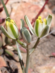 Albuca setosa