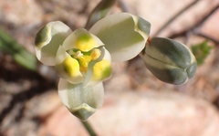 Albuca setosa