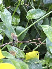 Formicoidea