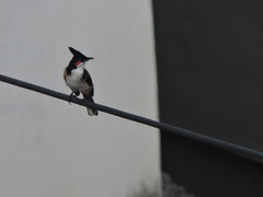 Pycnonotus jocosus