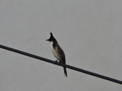 Pycnonotus jocosus