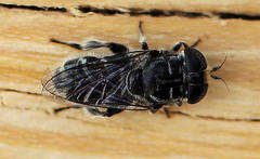 Eumerus obliquus