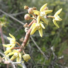 Cynanchum viminale viminale