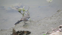 Motacilla maderaspatensis