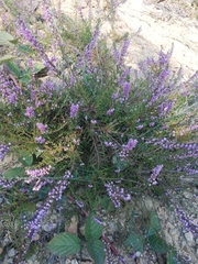 Calluna