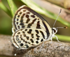 Tarucus theophrastus